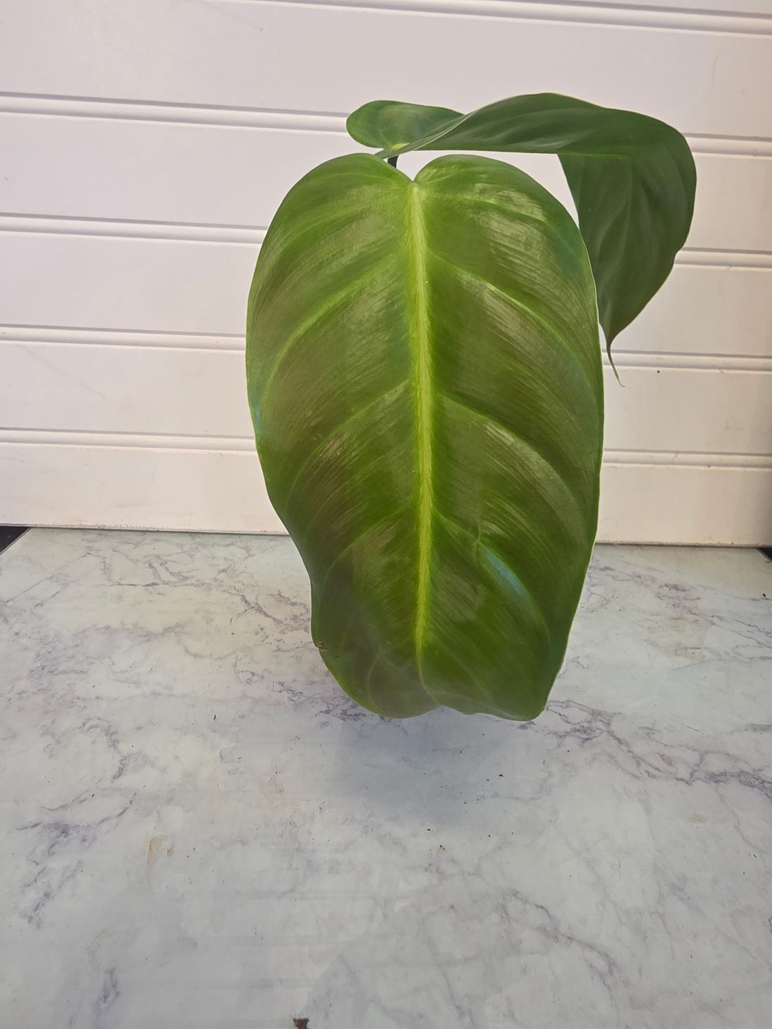 Philodendron Esmeraldense Narrow
