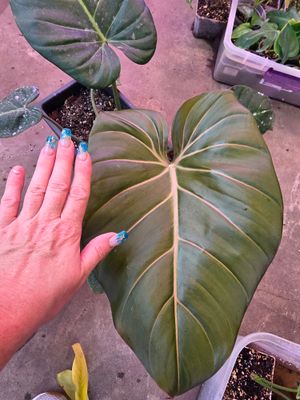 Philodendron Summer Glory