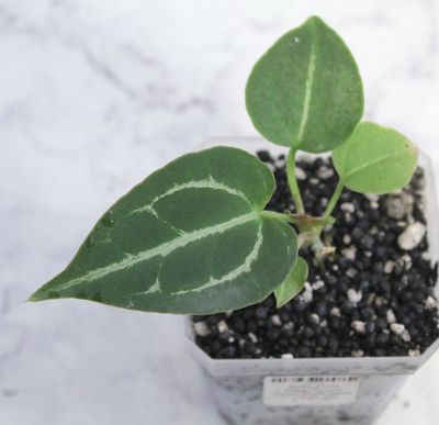 Anthurium Magnificum Open Pollinated