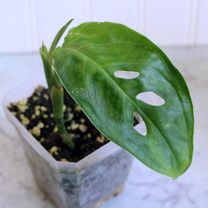 Monstera Esqueleto