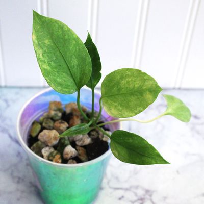 Anthurium Vittarifolium Variegated
