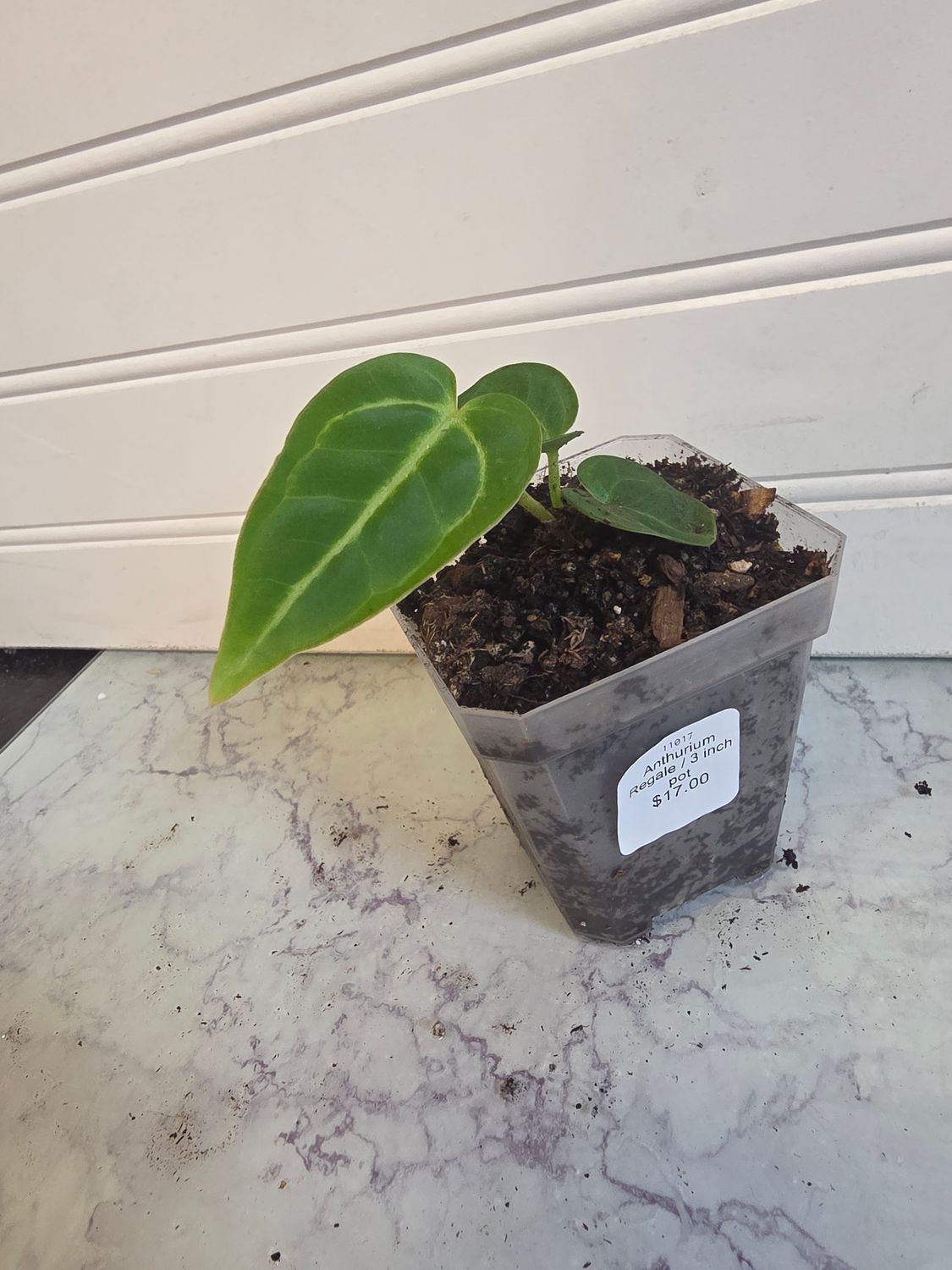 Anthurium Regale