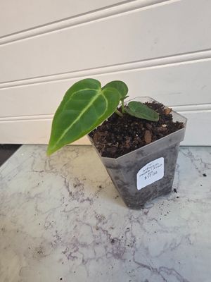 Anthurium Regale