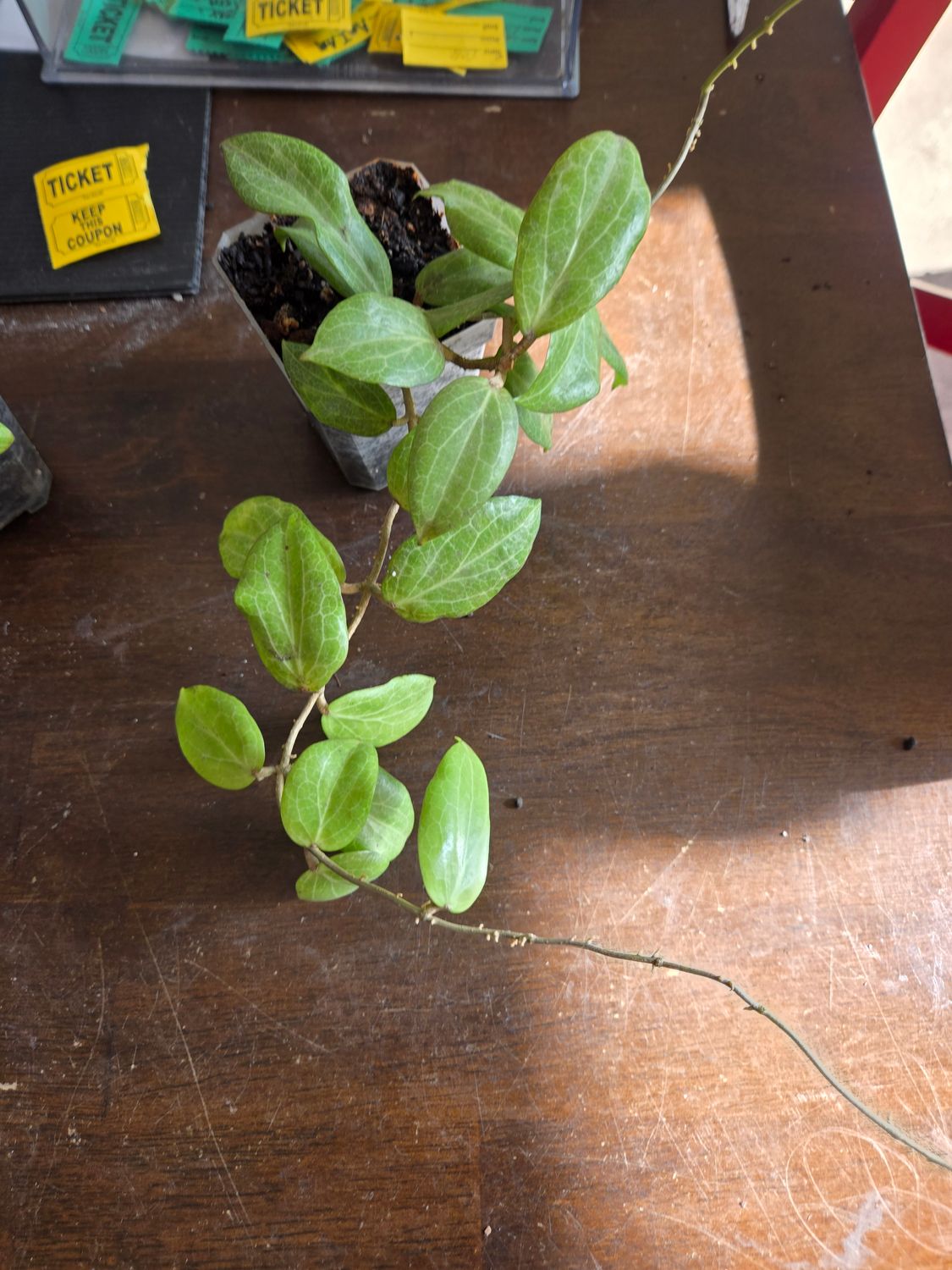 Hoya Fitchii
