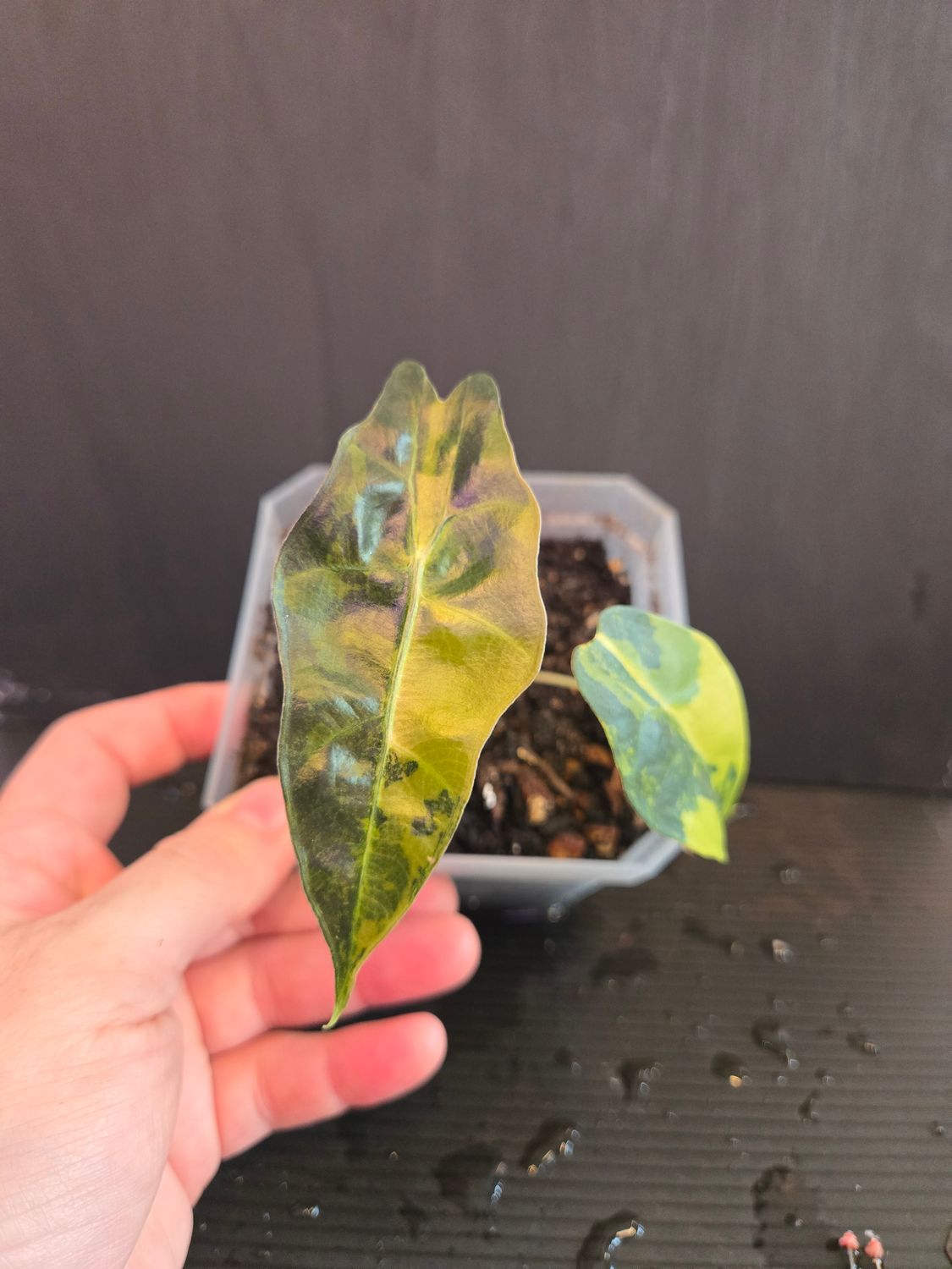 Alocasia Sanderiana Aurea Variegated