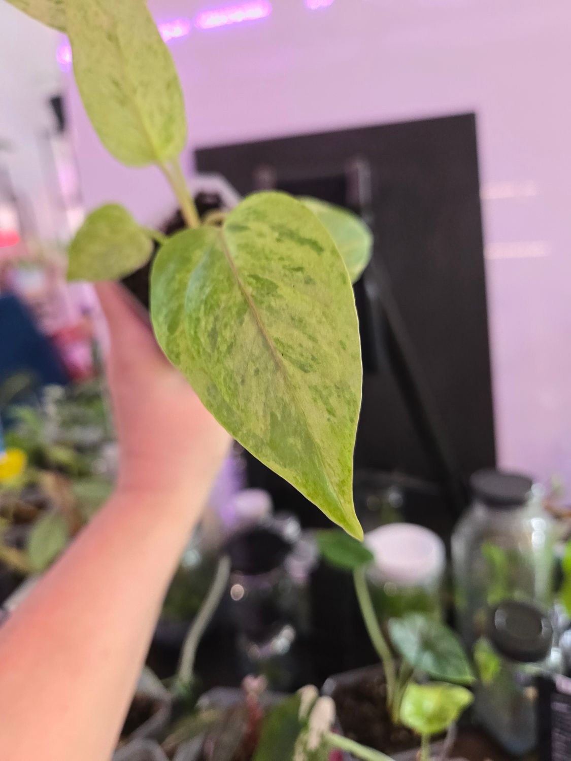 Epipremnum Pinnatum Bali