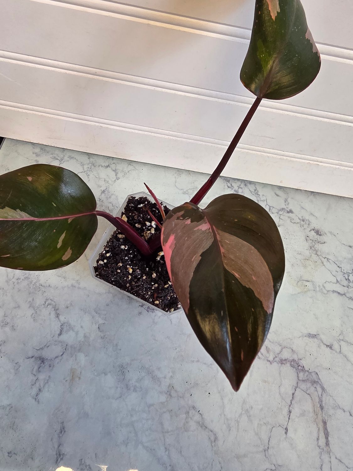 Philodendron Pink Princess