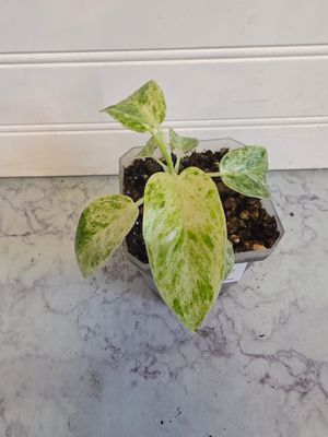 Philodendron Giganteum Blizzard