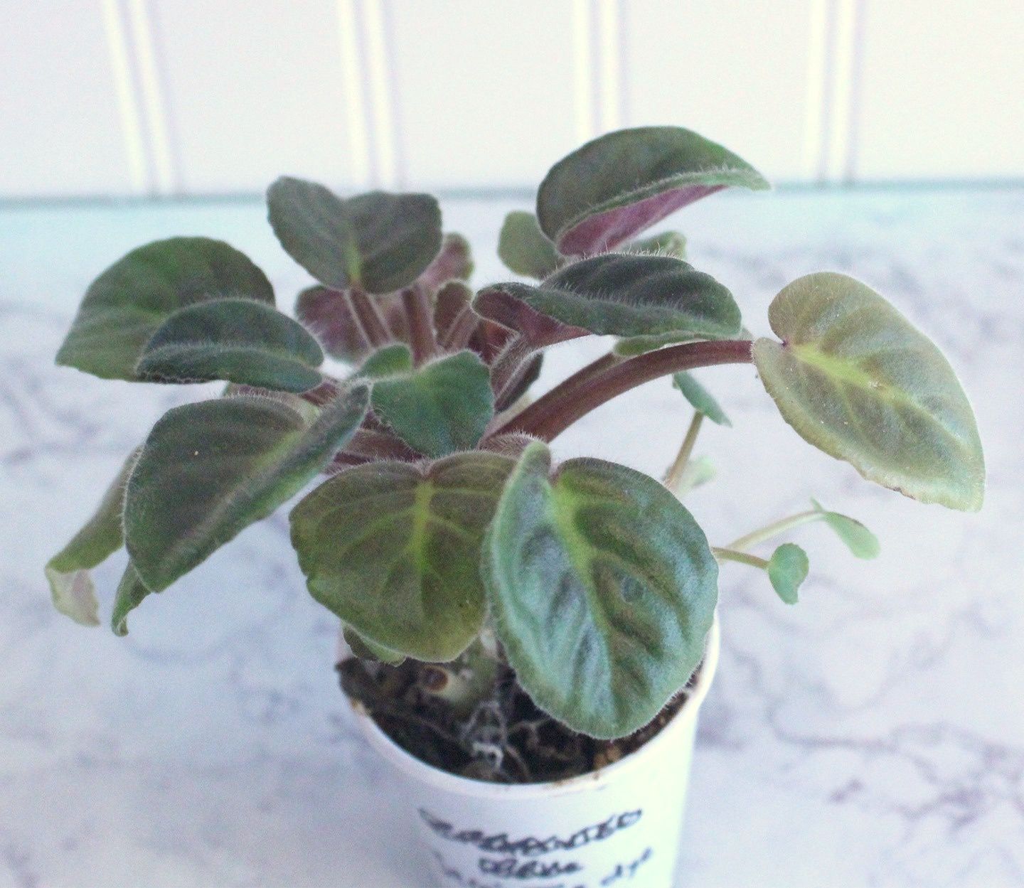 Jere's Tie Dye Kisses