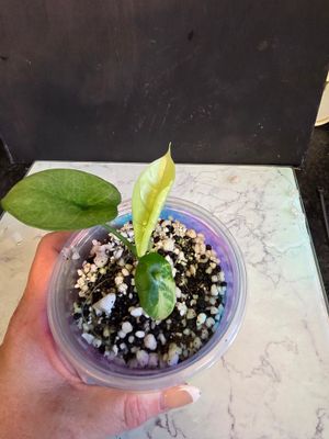 Alocasia Sinuata Albo Variegated