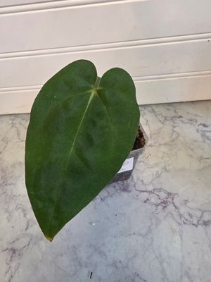 Anthurium Forgettii Dark open pollinated