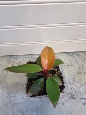 Philodendron Prince Of Orange