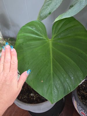 Philodendron Nangaritense