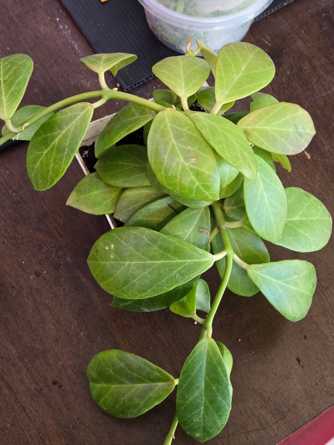 Hoya Obscura