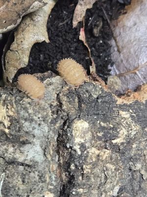 Cristarmadillidium Muricatum Pineapple Spiky Isopods