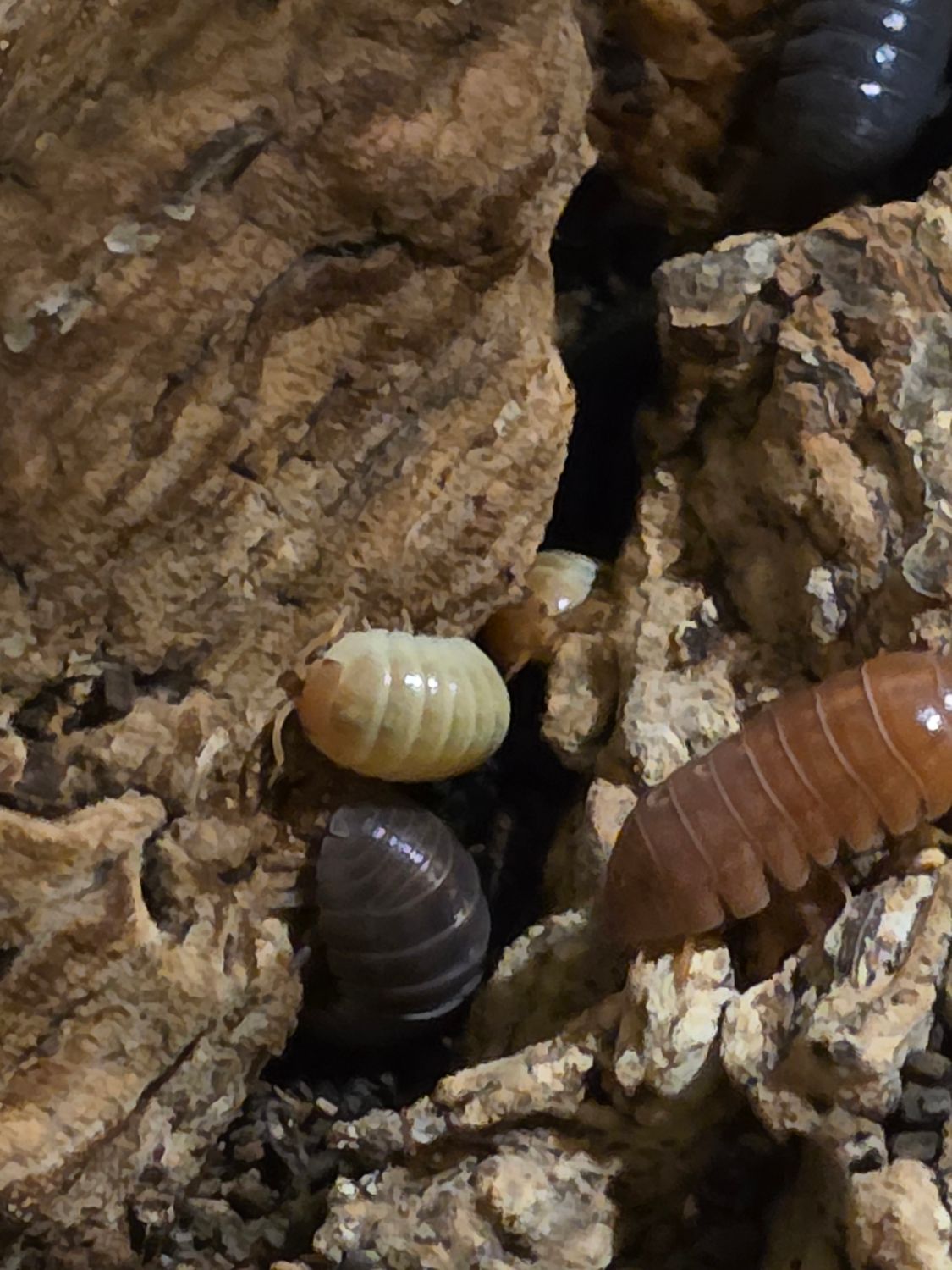 Punta Cana Armadillidium Vulgare Isopods