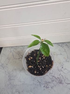 Anthurium Polyschichum