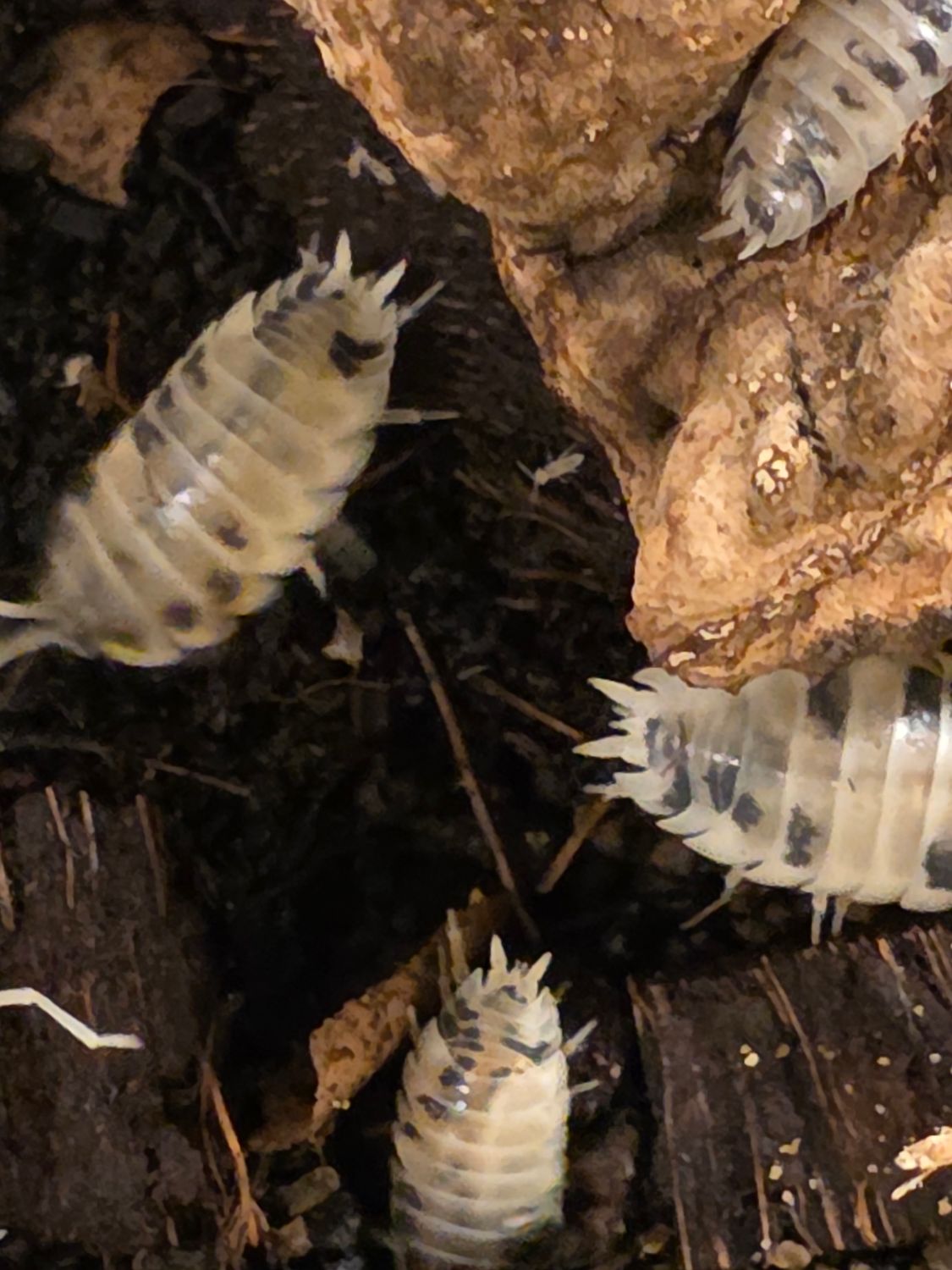Dairy Cow Isopods