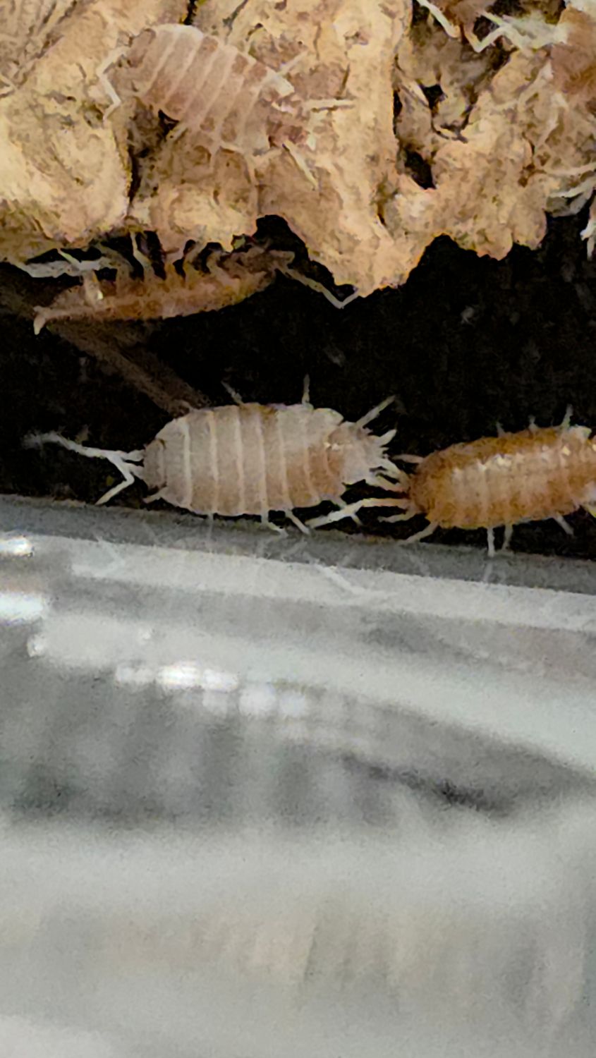Red Koi Isopods