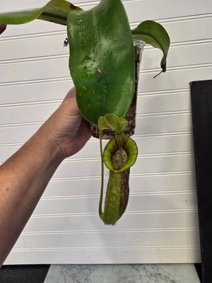 Nepenthes dyeriana