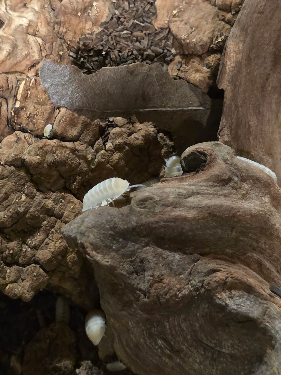 Cubaris Murina Glacier Isopods