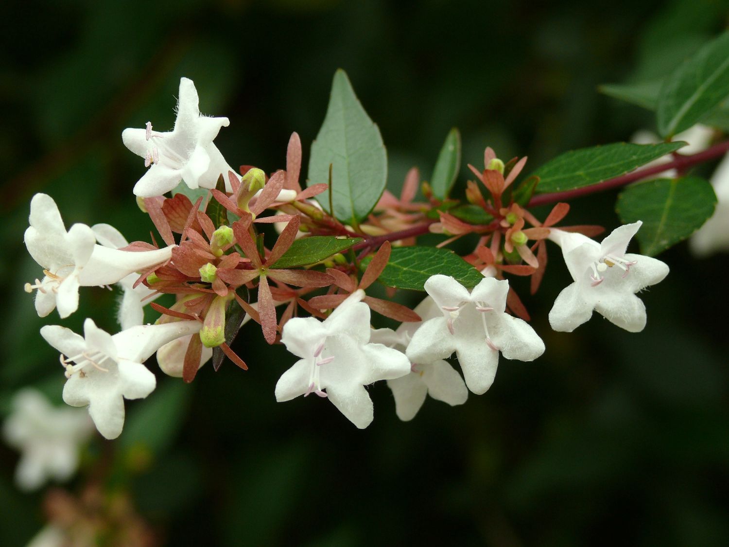 Abelia ×grandiflora (Rovelli ex André) Rehder [chinensis × uniflora]