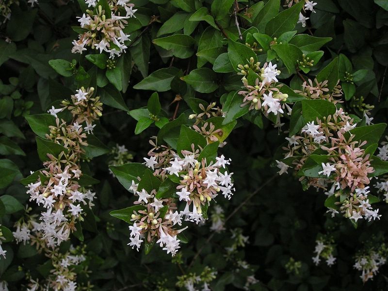 Abelia R. Br.