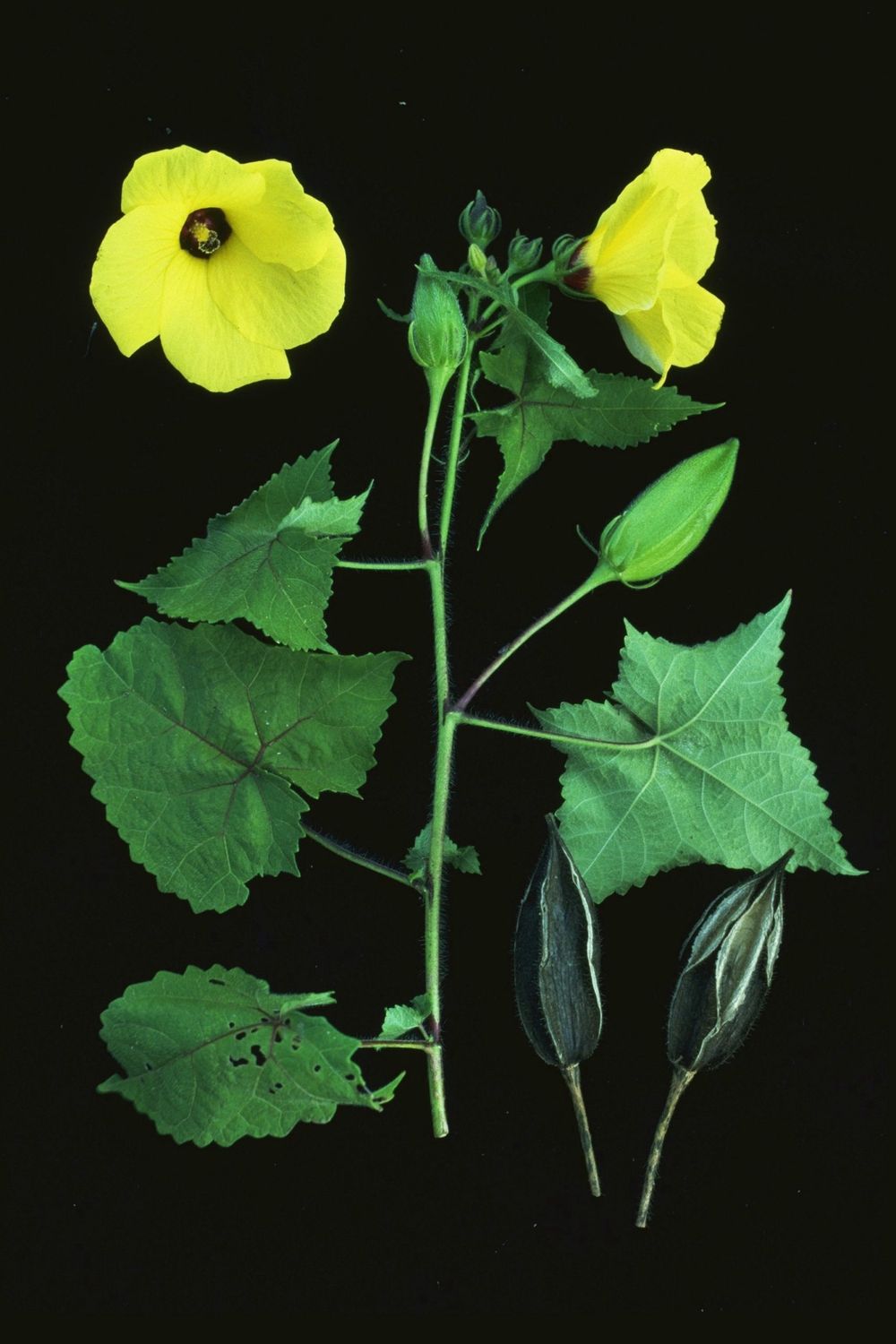 Abelmoschus Medik.