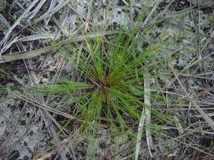 Abildgaardia ovata (Burm. f.) Kral