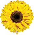 255 BALLOON SUNFLOWER
