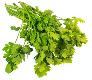 Coriander Bunch (Dhaniya Patta)