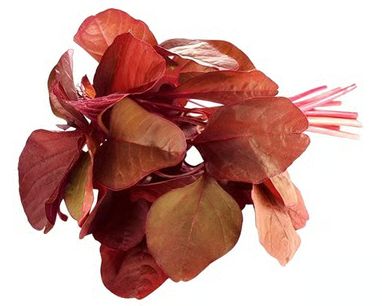 Red Amaranthus Leaves (Lal Chaulai)