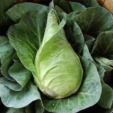 尖椰菜 / Caraflex Cabbage (~ 600 - 800 g / pc)