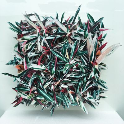 Hong Kong Flora #1 - Unique artwork