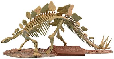 1/24 Stegosaurus Skeleton