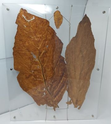 Tobacciana Quadro Pubblicitario in Plexiglass Vere Foglie Tabacco Philip Morris Tobacciana Quadro Pubblicitario in Plexiglass Vere Foglie Tabacco Philip Morris