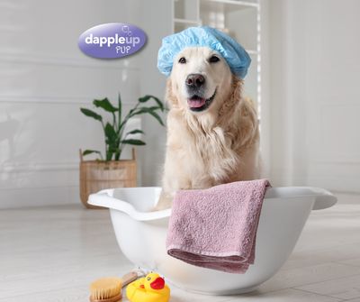 From Horse Stables to Your Home: Why Our Equestrian-Grade Shampoo Is Perfect for Your Dog