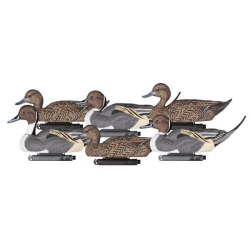 Dakota Pintail 6 Pack