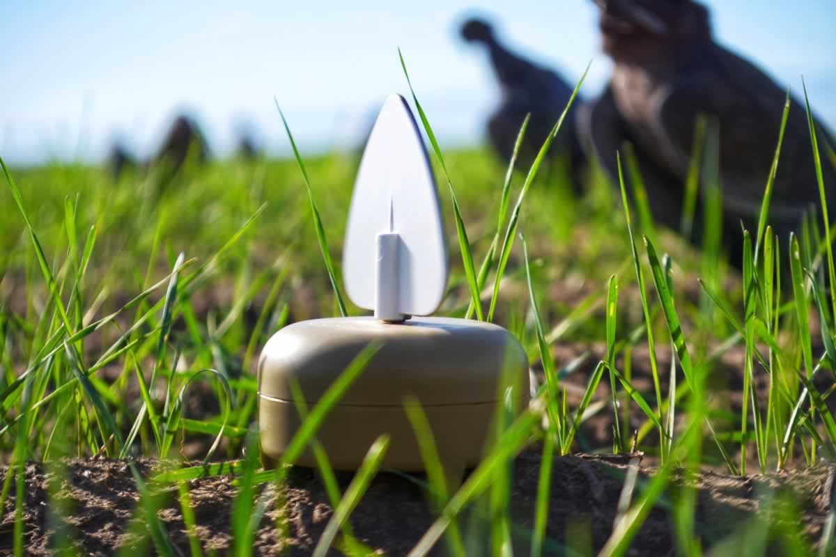 Mojo Dove a flickers