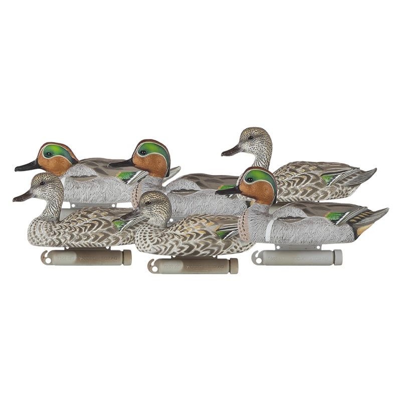 Dakota X Tremea Green Wing Teal 6 Pack