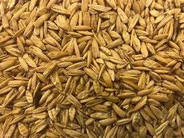 Crimped Oats 50#