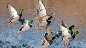 Waterfowl