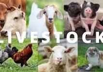 LiveStock