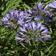 Agapanthus Peter Pan  1 Gal
