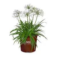 Agapanthus neverland  1gal