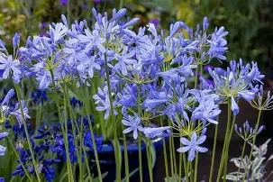 Agapanthus neverland  1gal