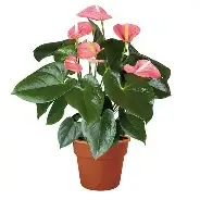 Anthurium Dark Pink 3gal
