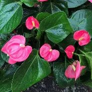 Anthurium Dark Pink 3gal