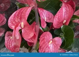 Anthurium Dark Pink 3gal
