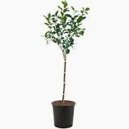 Apple, Arkansas black 5gal